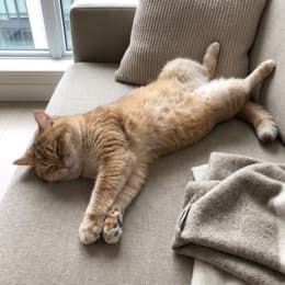 Photo used to make the Pets result
